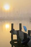 Egret Watching The Sun Rise_4709